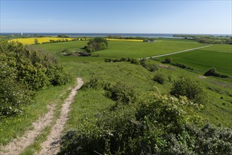 View from Hatbakken Fakkebjerg, Bagenkop, Langeland, agriculture, rape cultivation, path, Funen