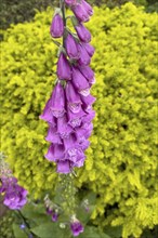 Poisonous flowers of Common foxglove (Digitalis purpurea) from the plantain family highly toxic