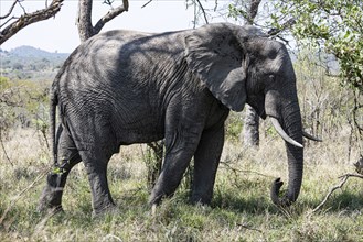 African Elephant (Loxodonta Africana) at Kruger National Park, South Africa, Africa