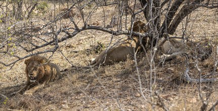 Group of young male Lions (Panthera Leo) at Kruger National Park, South Africa, Africa