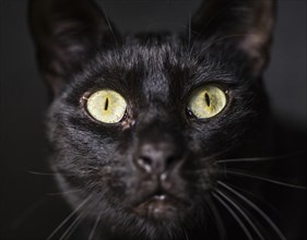 Cute black cat close-up face picture on dark background