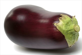 Aubergine, Solanum melongena, egg plant, single ripe fruit