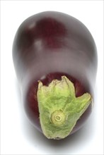 Aubergine, Solanum melongena, egg plant, single ripe fruit, stem base