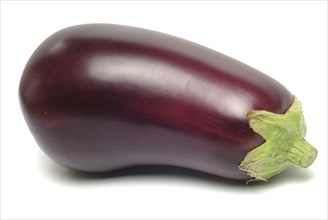 Aubergine, Solanum melongena, egg plant, single ripe fruit