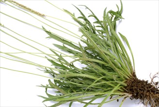 Vegetable, salad plant, crow's foot plantain, Plantago coronopus), also known as stag's horn