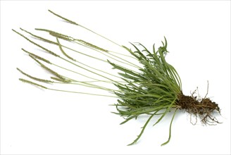 Vegetable, salad plant, crow's foot plantain, Plantago coronopus), also known as stag's horn