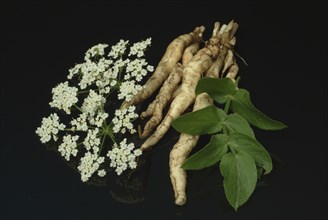 Vegetable, plant, food, agriculture, horticulture, root of the sugar root, Sisum sisarum, Sium,