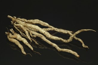 Vegetable, plant, food, agriculture, horticulture, root of the sugar root, Sisum sisarum, Sium,