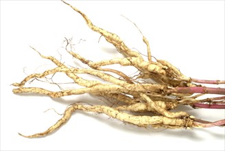 Vegetable, plant, food, agriculture, horticulture, root of the sugar root, Sisum sisarum, Sium,