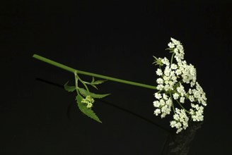 Vegetable, plant, food, agriculture, horticulture, flower and leaf of the sugar root, Sisum