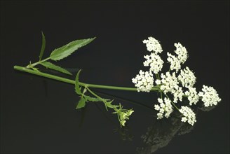 Vegetable, plant, food, agriculture, horticulture, flower and leaf of the sugar root, Sisum