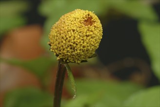 Food, Lettuce, Medicinal plant, Paracress, Jambu, Acmella oleracea