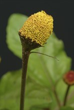 Food, Lettuce, Medicinal plant, Paracress, Jambu, Acmella oleracea