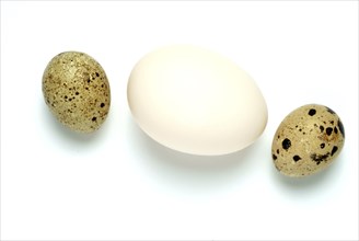 Food, quail eggs, cracked quail egg, Coturnix coturnix, size comparison to a hen's egg