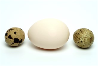 Food, quail eggs, cracked egg of the quail, Coturnix coturnix, compared to a hen's egg