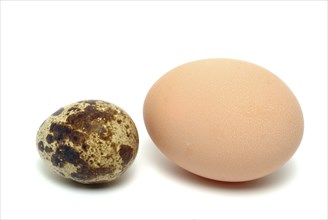 Food, quail eggs, cracked egg of the quail, Coturnix coturnix, compared to a hen's egg