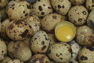 Food, quail eggs, cracked quail egg, Coturnix coturnix