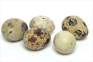 Food, quail eggs, cracked quail egg, Coturnix coturnix