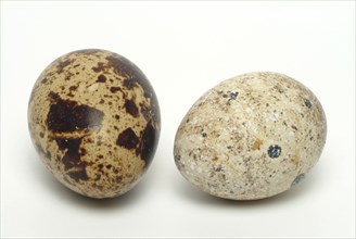 Food, quail eggs, cracked quail egg, Coturnix coturnix