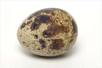 Food, quail eggs, cracked quail egg, Coturnix coturnix