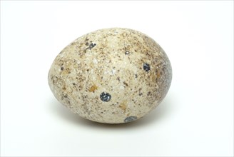 Food, quail eggs, cracked quail egg, Coturnix coturnix