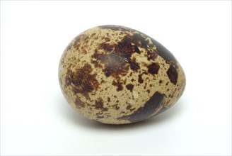 Food, quail eggs, cracked quail egg, Coturnix coturnix