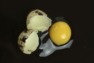 Food, quail eggs, cracked quail egg, Coturnix coturnix