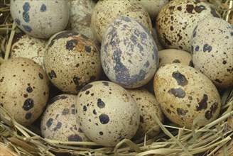 Food, quail eggs, cracked quail egg, Coturnix coturnix