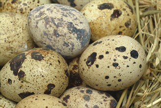 Food, quail eggs, cracked quail egg, Coturnix coturnix