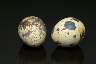 Food, quail eggs, cracked quail egg, Coturnix coturnix