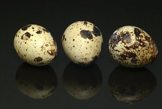 Food, quail eggs, cracked quail egg, Coturnix coturnix