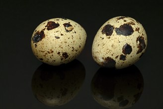 Food, quail eggs, cracked quail egg, Coturnix coturnix