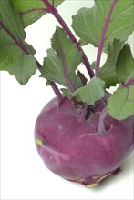 Vegetable, garden plant, blue kohlrabi, Brassica oleracea var. gongylodes