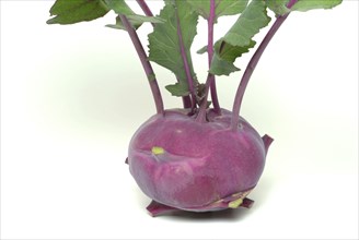 Vegetable, garden plant, blue kohlrabi, Brassica oleracea var. gongylodes