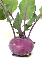 Vegetable, garden plant, blue kohlrabi, Brassica oleracea var. gongylodes