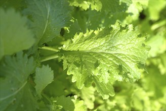 Food, vegetables, Asian mustard lettuce in the garden bed