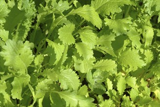 Food, vegetables, Asian mustard lettuce in the garden bed