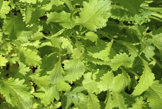 Food, vegetables, Asian mustard lettuce in the garden bed