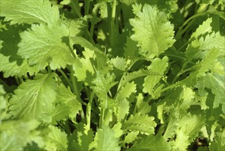 Food, vegetables, Asian mustard lettuce in the garden bed