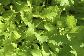 Food, vegetables, Asian mustard lettuce in the garden bed