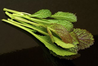 Salat, Gemüse, Rohkoste, Rote Senfsprossen, Brassica juncea / Senfgras, Blattsenf, Indischer Senf,