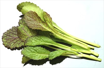 Salat, Gemüse, Rohkoste, Rote Senfsprossen, Brassica juncea / Senfgras, Blattsenf, Indischer Senf,