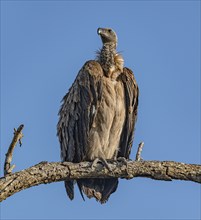 Vulture (Gyps Africanus) sitting on a branch in Kruger National Park, South Africa, Africa