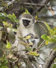 Vervet Monkeys (Chlorocebus Pygerythrus) sitting in a tree. Kruger National Park, South Africa,