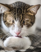 Cute cat cleaning itself (detailed close-up shot)