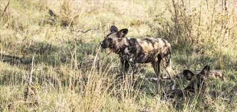 African Wild Dogs (Lycaon Pictus) in Kruger National Park, South Africa, Africa