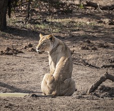 Young Lioness (Panthera Leo) at a water hole in Kruger National Park, South Africa, Africa