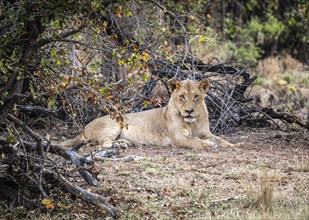 Young male Lion (Panthera Leo) relaxing in the shadow at Kruger National Park, South Africa, Africa