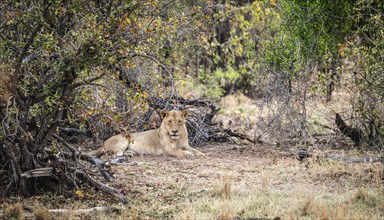 Young male Lion (Panthera Leo) relaxing in the shadow at Kruger National Park, South Africa, Africa