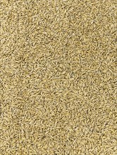 Portion of Oat for use as texture or background (detailed close-up shot)